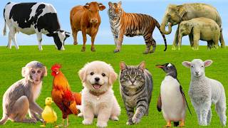 🌿 Beautiful Farm Animals: Cow, Duck, Sheep, Horse, Cat, Pig, Chicken, Dog – Lovely Animal Sounds🐄🐓🐶🐱 screenshot 2