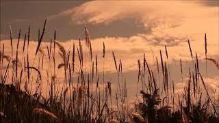 (background video) rumput ilalang,,
