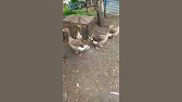 Свое Поместье