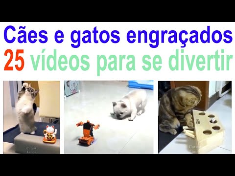 Gatos engraçados - Os melhores vídeos de Gatos engraçados 