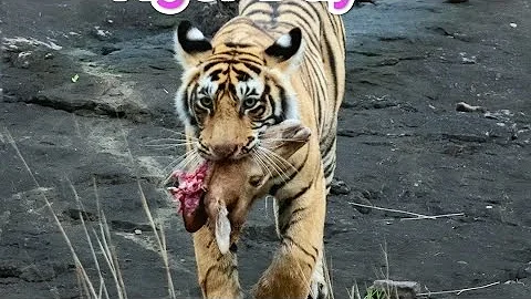 Tiger  hunting Deer |  Tadoba national Park |  |Maharashtra | India |