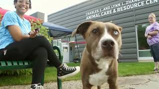 Amplify Kalamazoo - Humane Society is Here to Help the Pets of West Michigan