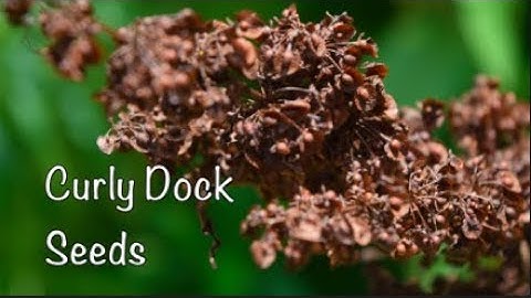 How to Harvest Curly Dock Seeds