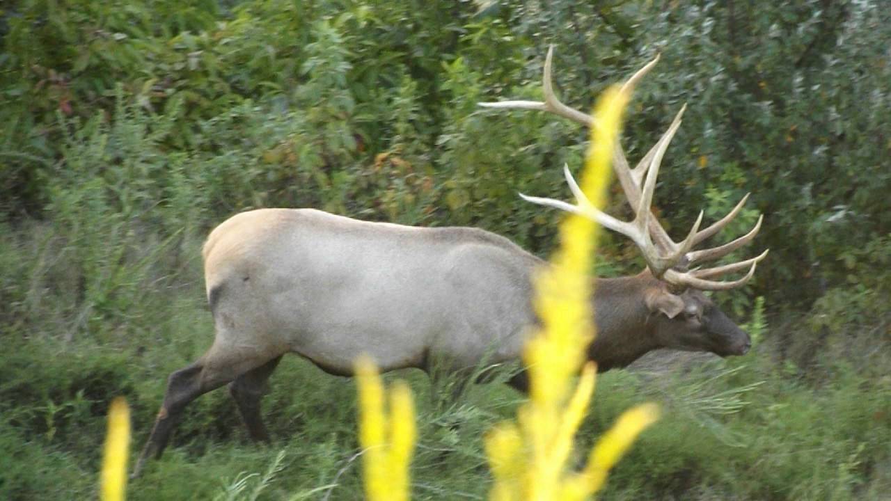 Bull Elk Kentucky 2016 YouTube
