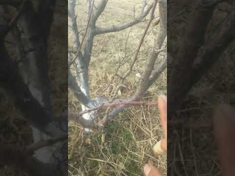 Video: Պղնձի սուլֆատ ծառերի մշակման համար. Ինչպե՞ս մշակել այն գարնանը և ամռանը: Ինչպե՞ս նոսրացնել սրսկման համար: Դեղաքանակ Aphids