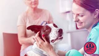 5 Tips on Handling Angry Veterinary Clients by VETgirl 1,281 views 8 months ago 2 minutes, 22 seconds