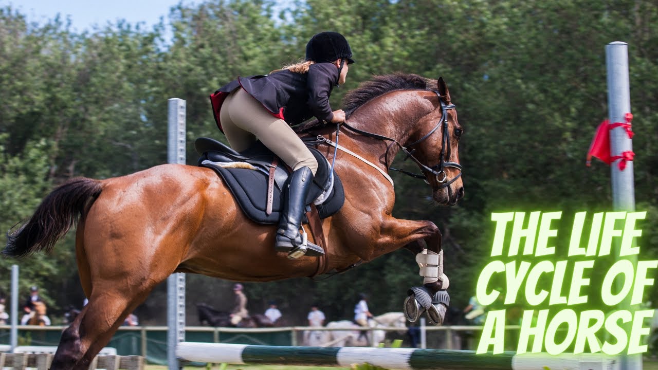 The Life Cycle of a Horse From Foal to Senior YouTube