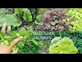 Let's do a garden tour today. I'll show u what I grow In my garden in the month of May 👌