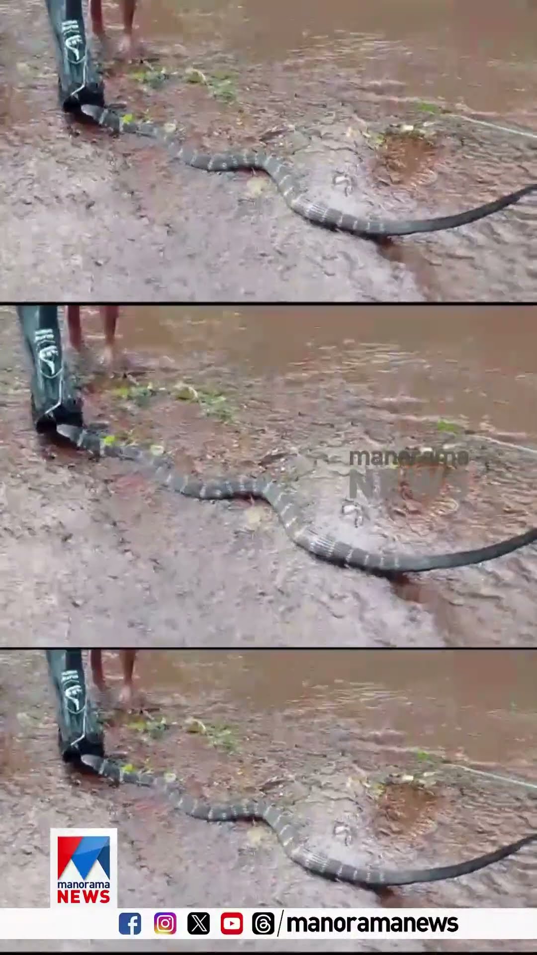 അച്ചൻകോവിലില്‍ കണ്ടെത്തിയ രാജവെമ്പാലയെ വനംവകുപ്പ് ഉദ്യോഗസ്ഥർ പിടികൂടി #kingcobra #pathanamthitta