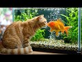Shocking! The cat kiss the Fish.