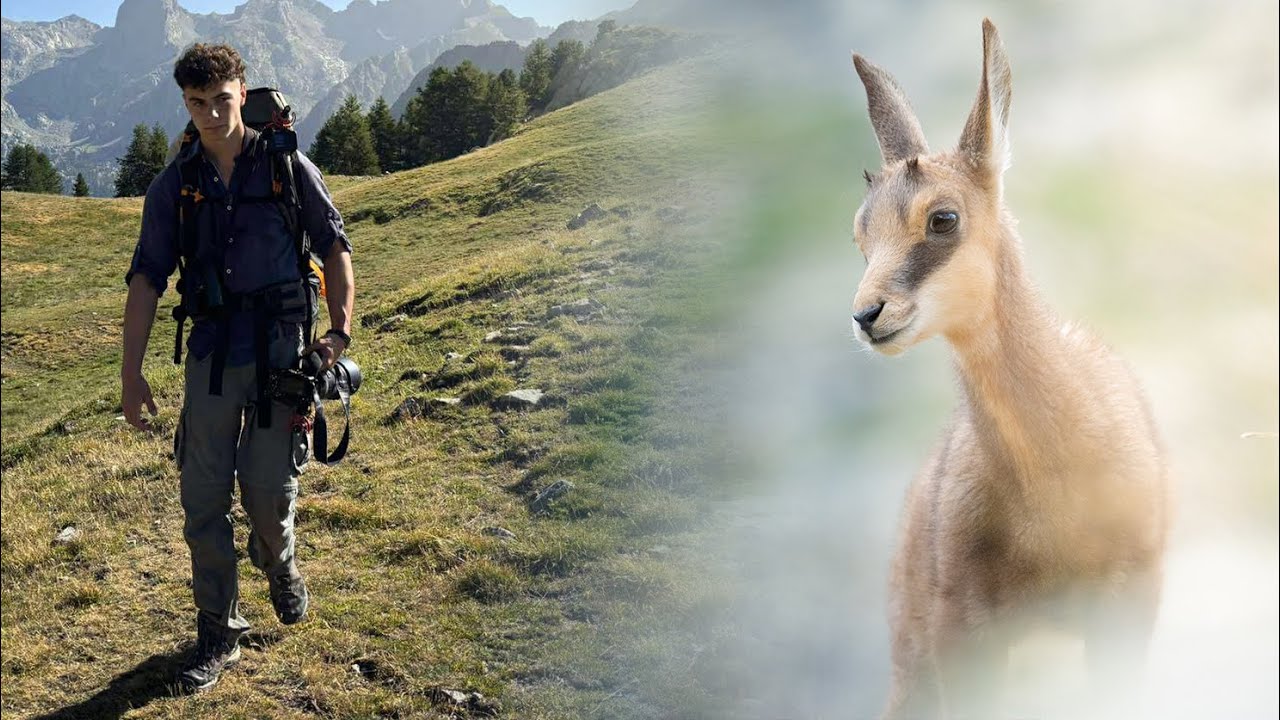 15 jours de photographie animalière dans le Mercantour