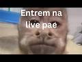 sai dai gato