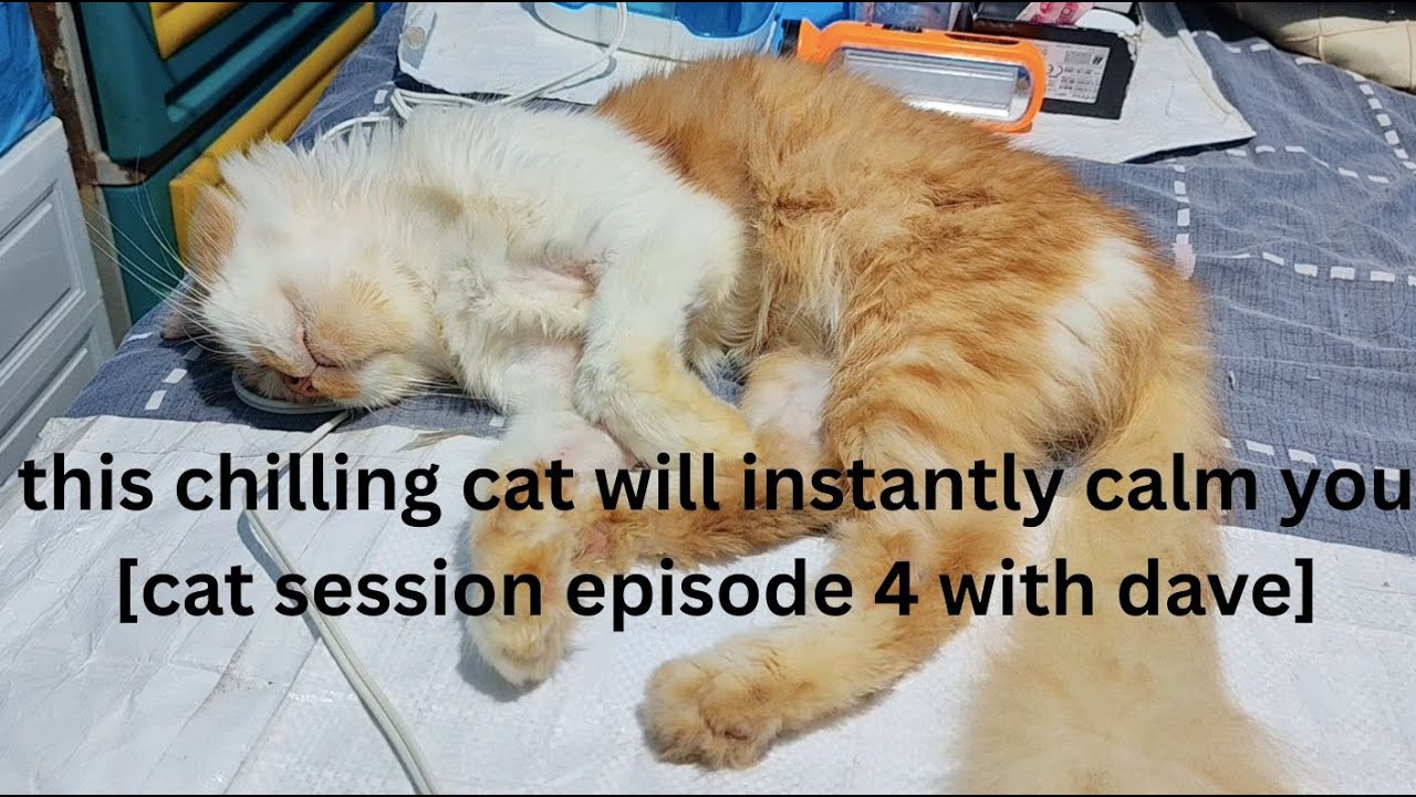 this chilling cat will instantly calm you cat session episode 4 with dave