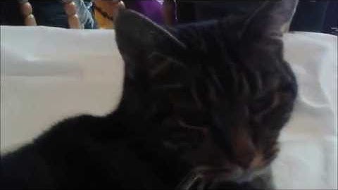 VHS Collection Bonus Video - Video Invest AB "Lärarn´s ex" (feat. James Rolfe and Skruttan