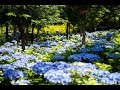 보성 윤제림수국 2023  EVER GREEN