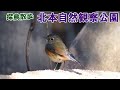 【探鳥散歩】ルリビタキに会いに北本自然観察公園に再度やってきました