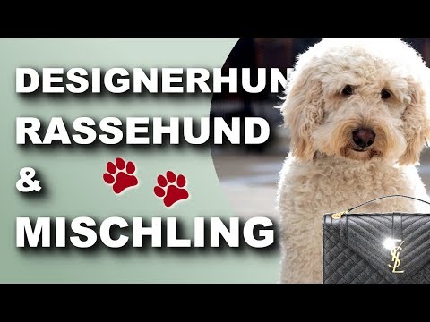 Video: Mixed Mutts und Designer Crosses: Gesünder als reinrassige Haustiere?