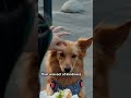 dog short story in English🐶 #shorts # #shortsfeed #motivation #viral #dogs