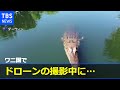 【衝撃映像】巨大ワニがドローンをガブリ水中へ カメラに残っていたのは・・・