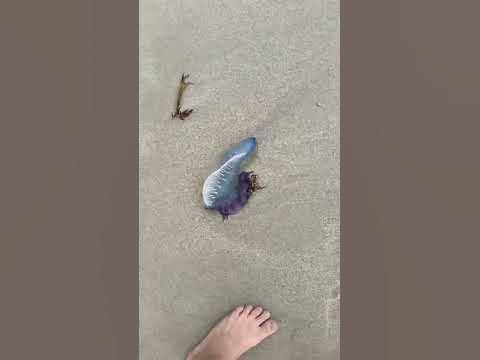 Португальский кораблик - YouTube