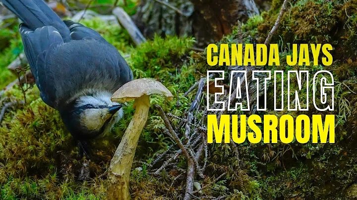 Canada Jays Eating Mushroom