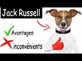 Jack russell terrier avantages et inconvnients  jack russell terrier le mal et le bien de la race