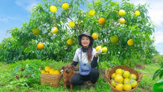 Harvest Golden Star Apple To Sell At The Market, Cook, Grow Vegetables, Garden, And Raise Poultry