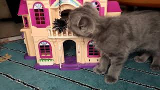 Cute Scottish Fold Tries To Get Out Of The Castle For A Necklace (Funny Kitten Video)