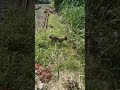 Olha a Pandora correndo atrás do trem. #evivaomato