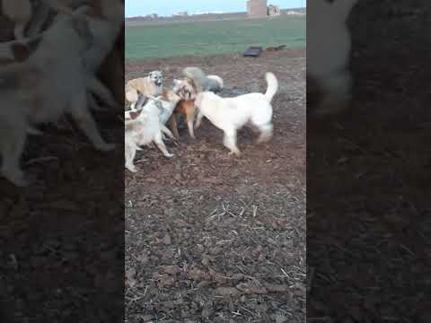فيديو: لماذا يستمر كلبي في الحفر في مكان واحد؟