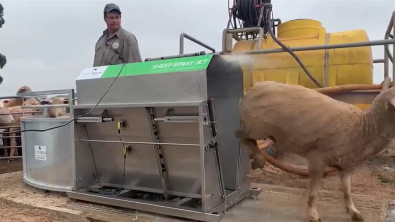 Sheep Spray Jet YouTube