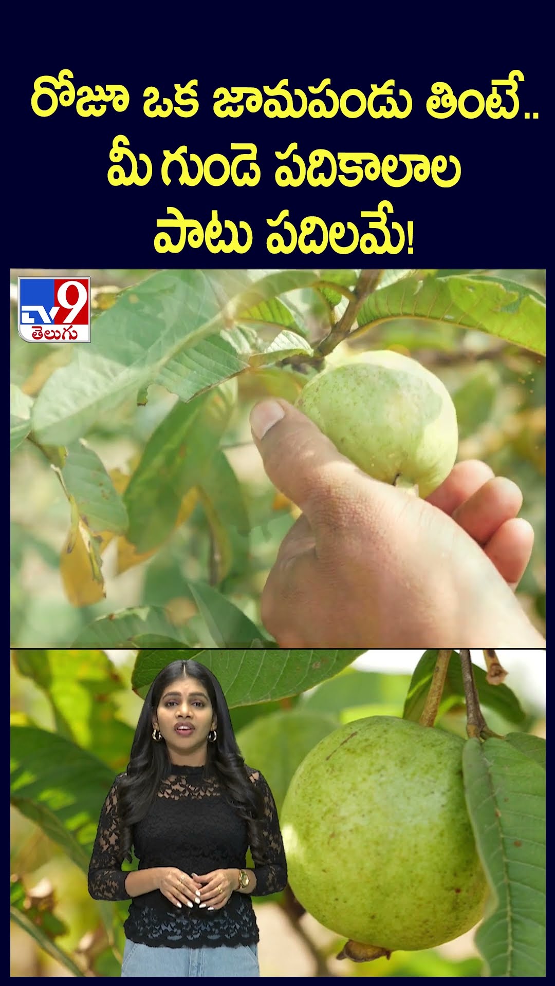 Health Benefits of Guava : రోజూ ఒక జామపండు తింటే..మీ గుండె పదికాలాల పాటు పదిలమే! - TV9