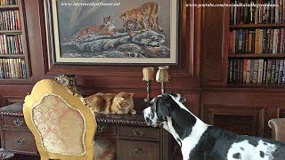 Great Dane Is Learning To Respect Cat's Space Great Dane Is Learning To Respect Cat's Space