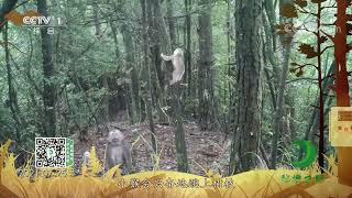 《秘境之眼》 藏酋猴 20220127| CCTV