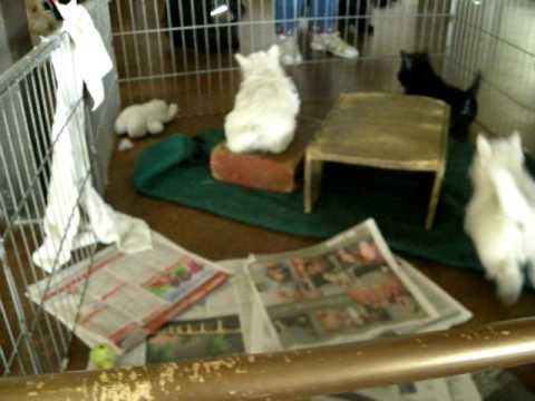 Scottish Terrier Bruster/Roxy Puppies