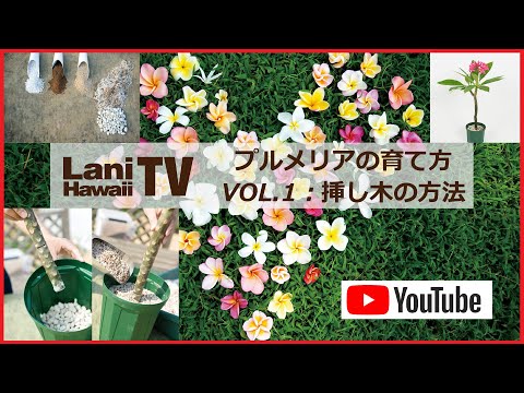 Lani Tv プルメリアの育て方 Vol 1 挿し木の方法 Youtube