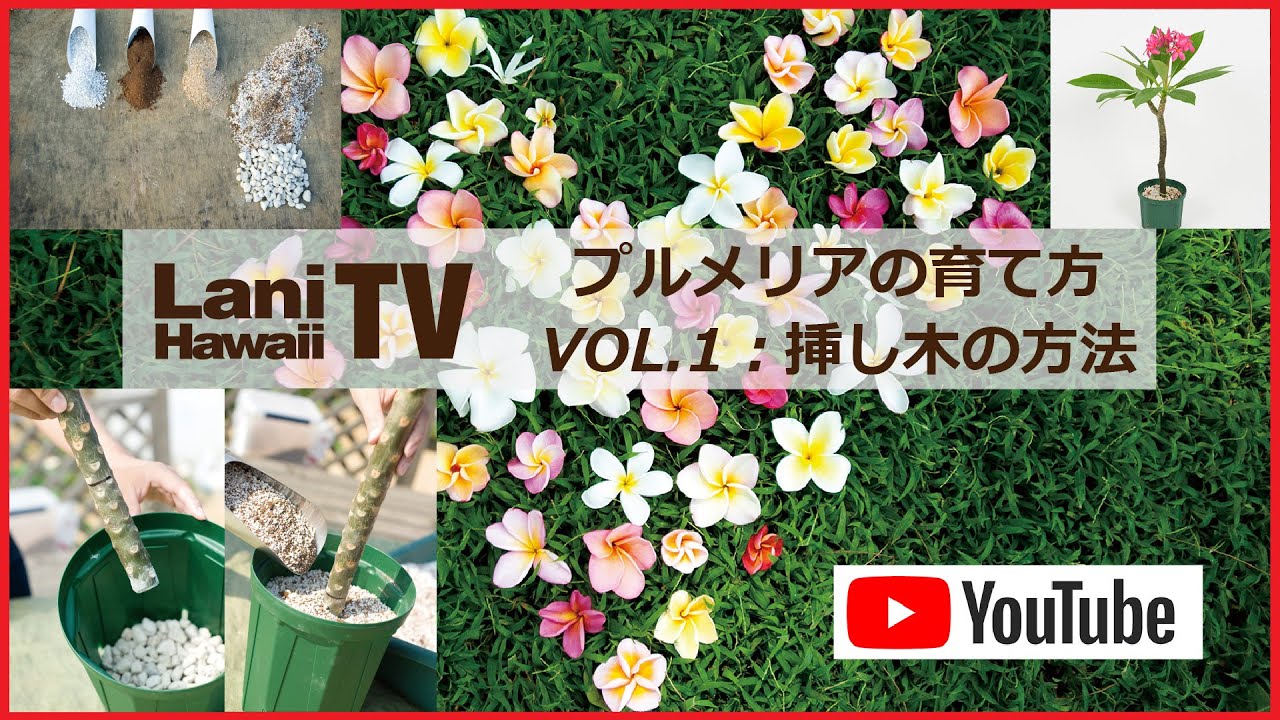 Lani Tv プルメリアの育て方 Vol 1 挿し木の方法 Youtube