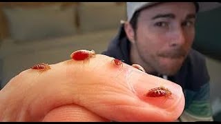 Bed Bugs- What You've Been Told is Totally False.. Mark Rober Reaction