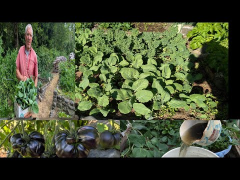 OUR STINKY HOMEMADE FERTILIZER WORKS.NO CHEMICALS!