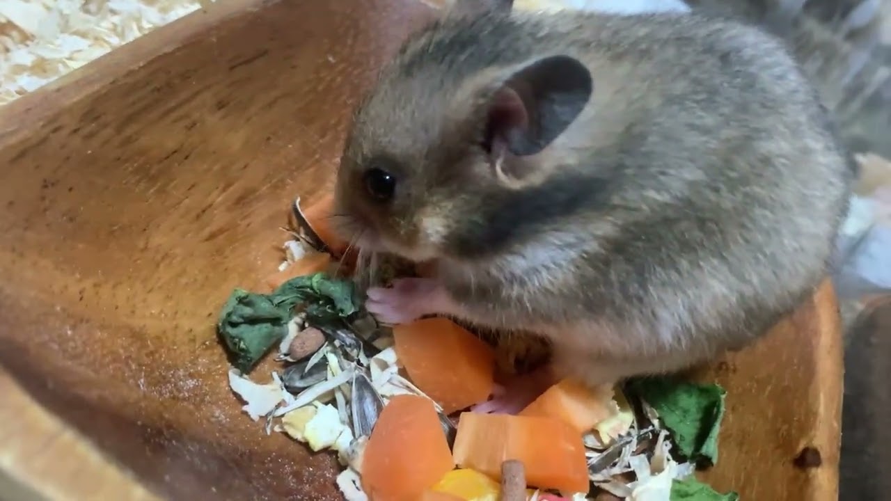 譲ってもらったハムスターの子供