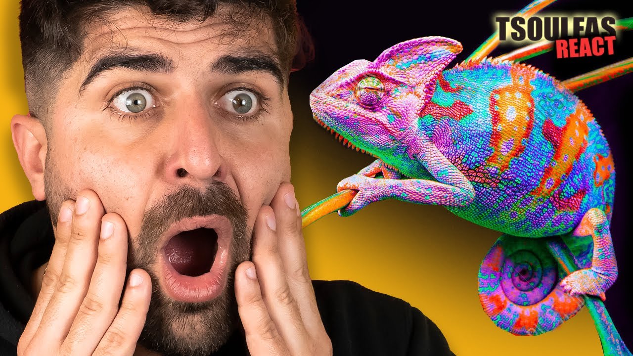 ΤΑ ΠΙΟ ΧΡΩΜΑΤΙΣΤΑ ΖΩΑ | Tsoulfas React #18