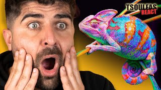 ΤΑ ΠΙΟ ΧΡΩΜΑΤΙΣΤΑ ΖΩΑ | Tsoulfas React #18 Watch HD Mp4 Videos ...