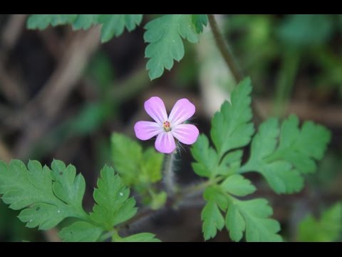 Video: Alpine Geranium Care - Erfahren Sie mehr über Erodium Alpine Geranium Plants