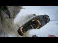 Wild polar bear tries to break in   bbc earth