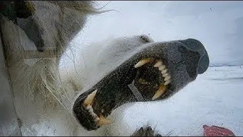 Wild Polar Bear Tries To Break In  - BBC Earth - DayDayNews