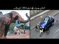8 Animals Take Revenge From Humans | انسانوں سے بدلہ لینے والے جانور | Haider Tv