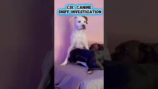 Why Are They Sniffing Him Like This? | Dog Sibling Drama