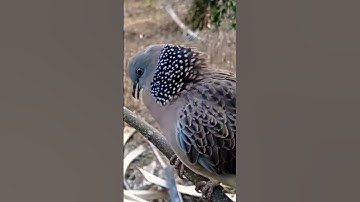 SUARA BURUNG TEKUKUR PENGUKU #tekukurgacor #suaratekukur #tekukur