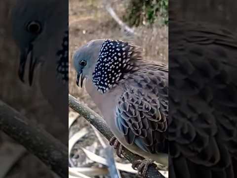 SUARA BURUNG CABAI BUNGA API#kemade