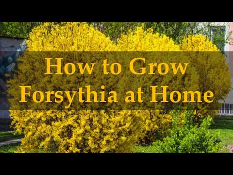 Video: Forsythia Intermediate (33 Foto's): Beschrijving Van De Struiken 